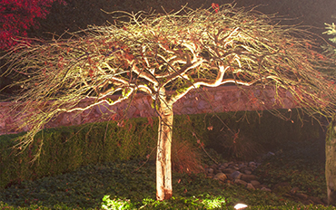 accent-lighting-on-japanese-maple